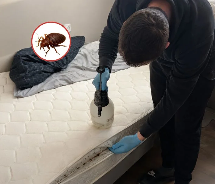 Technicien traitant un matelas contre les punaises de lit à Juilly